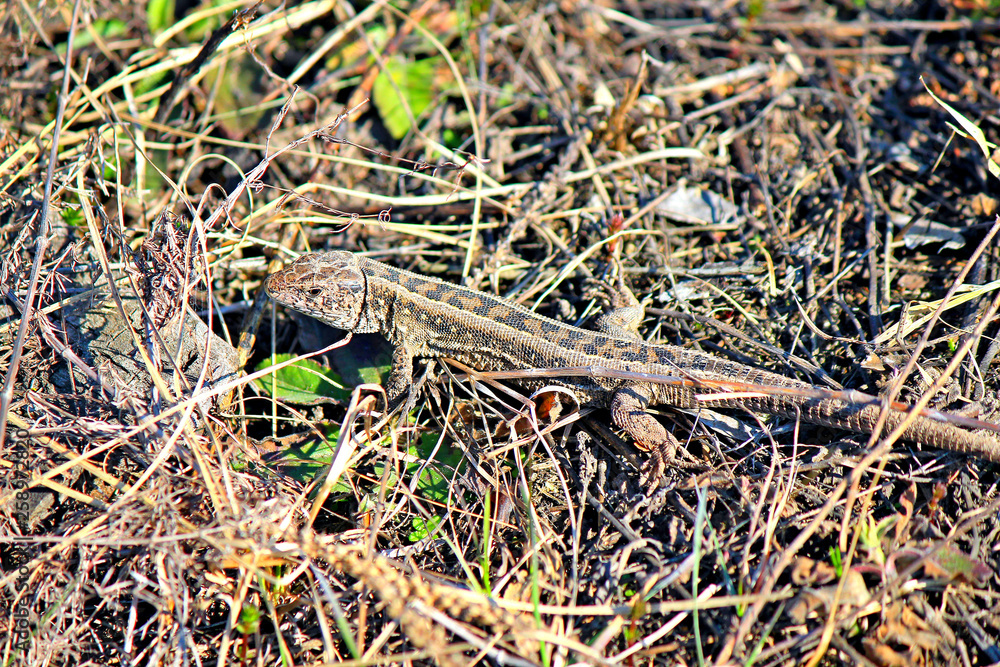 lizard basks in the spring sun