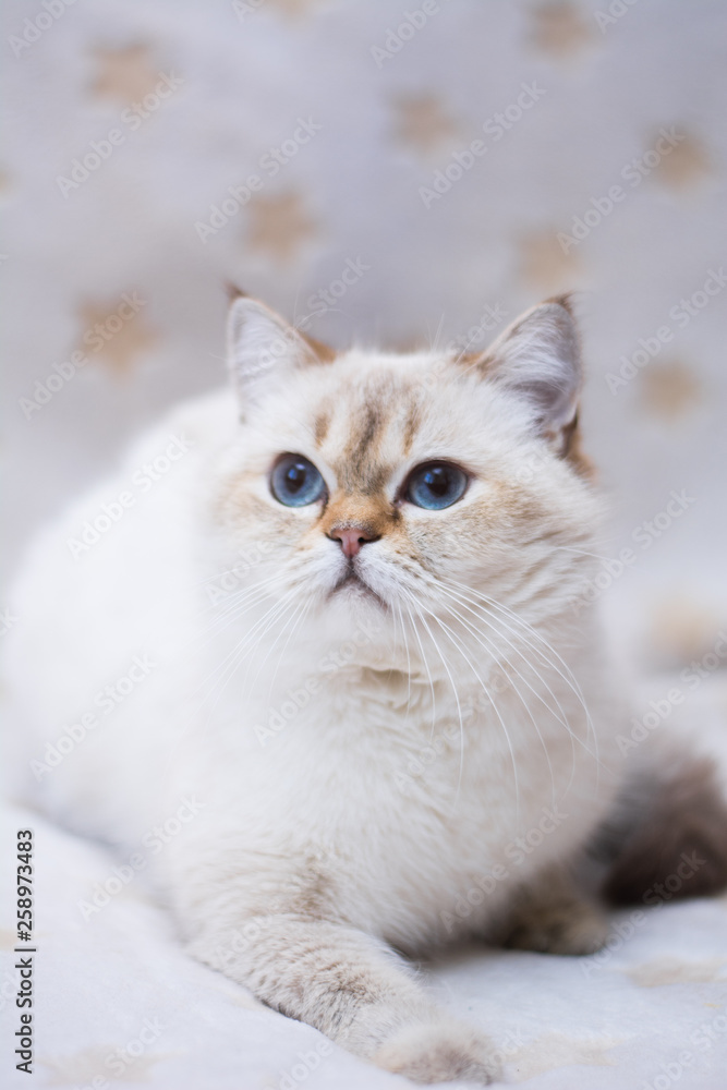 kitten scottish british cat burma munchkin animals kitten scottish british cat burma munchkin animals