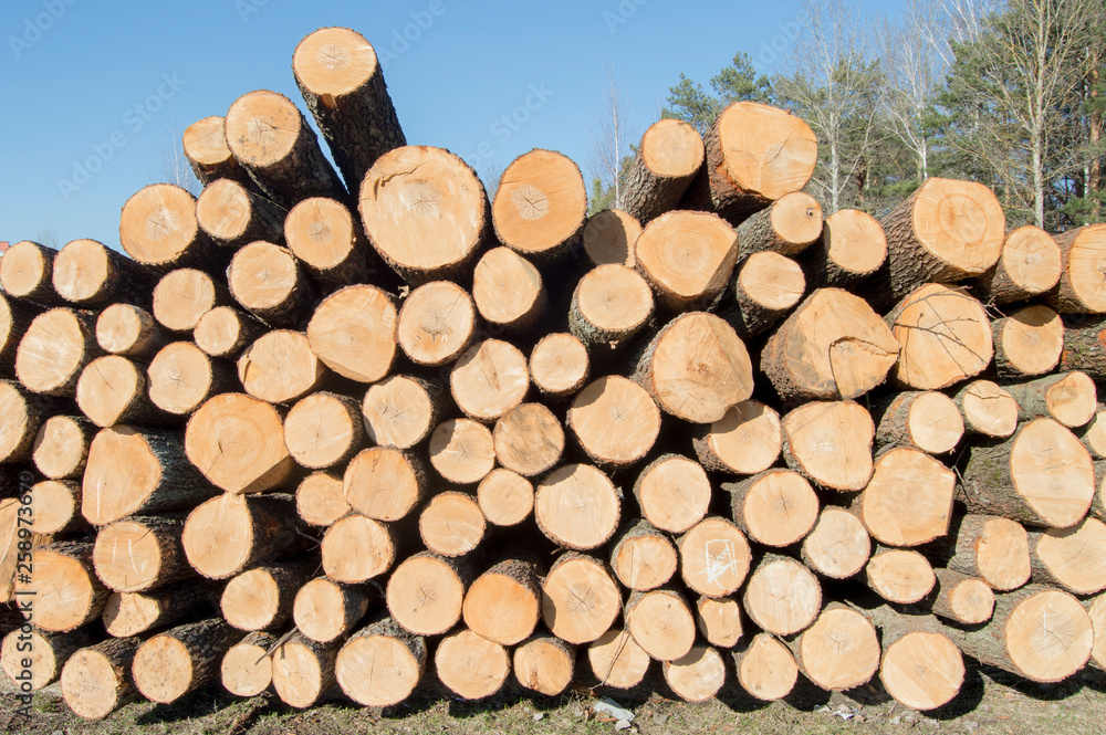 Pile of logs