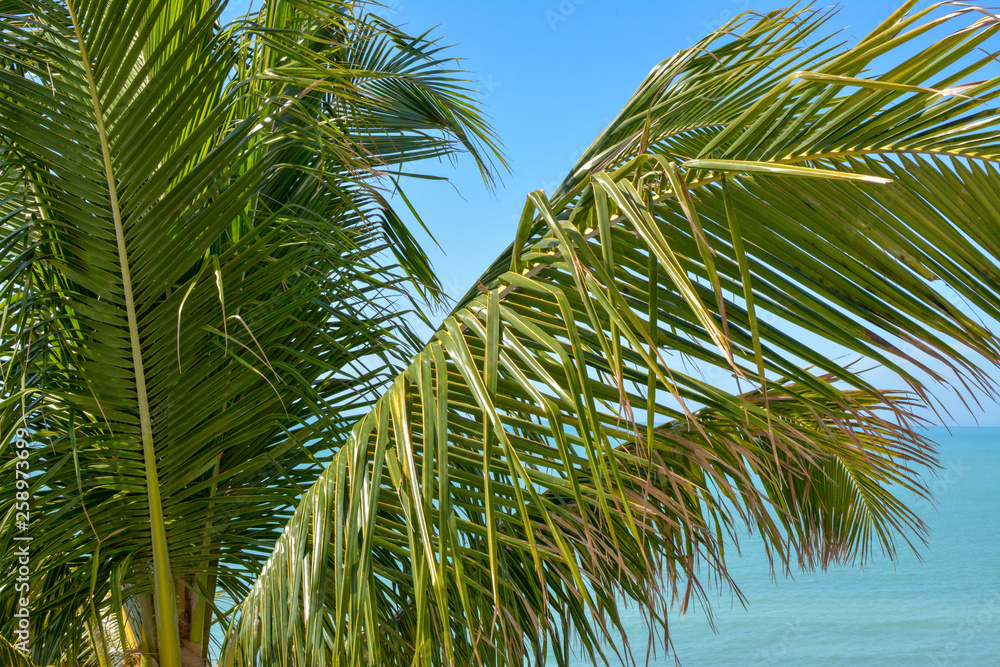 Obraz premium Tropical palm tree along the gulf coast of Florida