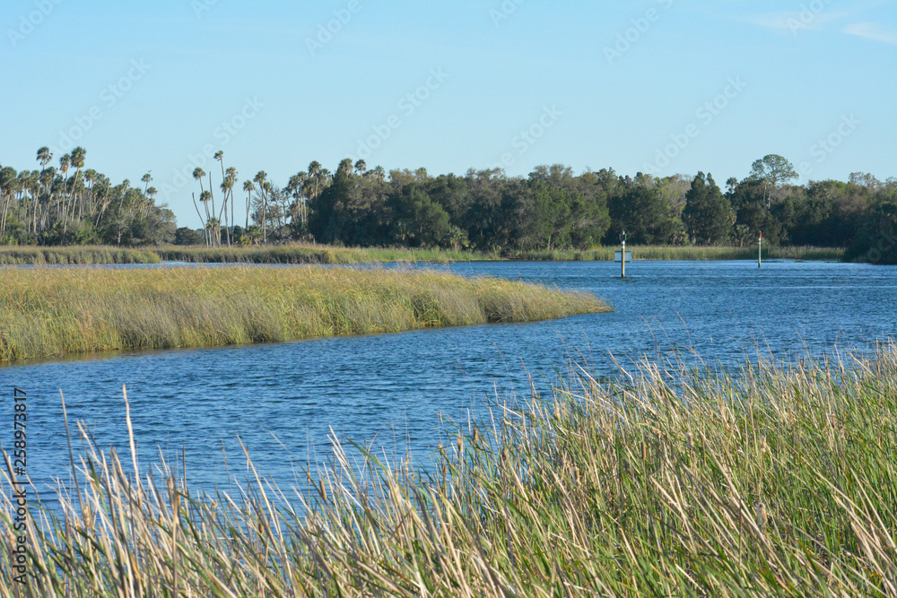 Saltwater marsh on the gulf coast of Florida