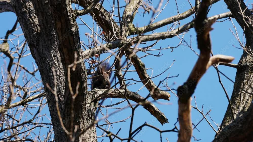 Squirrel on the oak tree (Sciurus Vulgaris) - (4K) Squirrel on the oak tree (Sciurus Vulgaris) - (4K)
