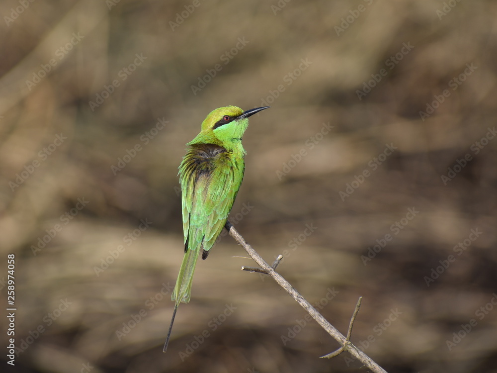 Obraz premium Green Bee Eater