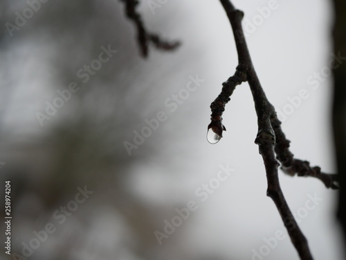 Polonne / Ukraine - 30 January 2019: drops on a tree branch on a blurry background