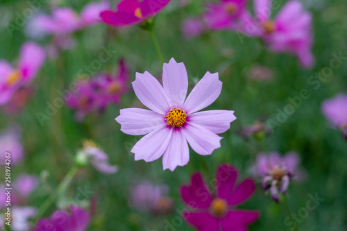 pink flower in the garden © Warut