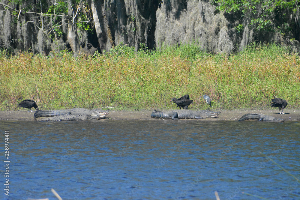 Alligators sunning themselves on a river bank in Florida's Myakka River State Park Alligators sunning themselves on a river bank in Florida's Myakka River State Park
