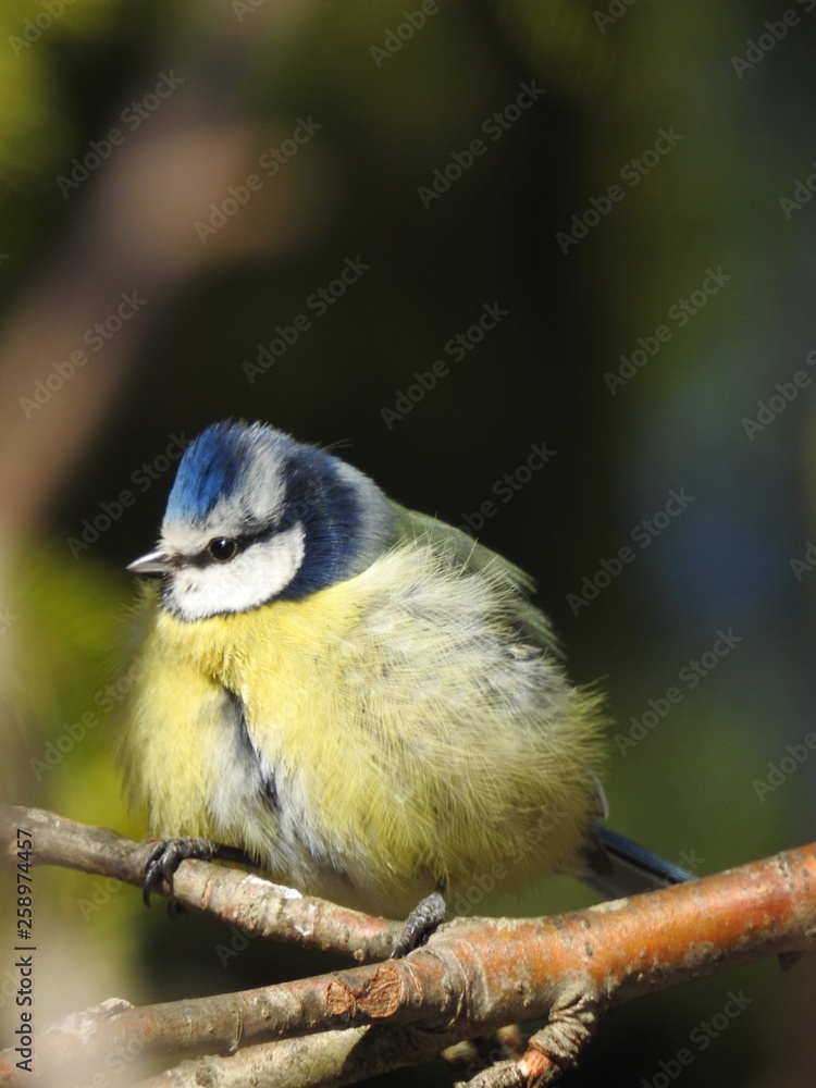 Obraz premium Fluffy blue tit on a branch