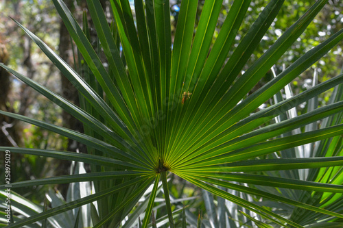 Palmetto palm leaf growing in a tropical forest in Florida