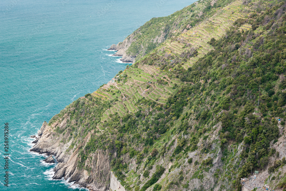 Fototapeta premium vineyards on Coast, Cinque Terre, Italy