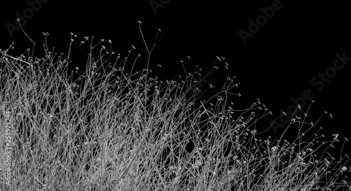 Abstratct looking remains of a desert plant in high contrast palck and white. 