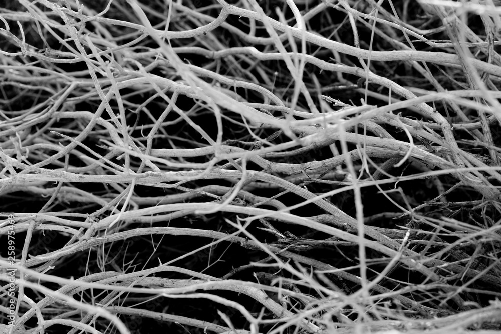 High contrast black and white of natures random patterns in a sage bush