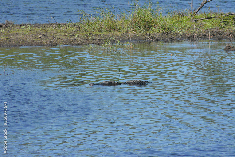 Alligators sunning themselves on a river bank in Florida's Myakka River State Park
