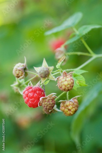 Raspberry berries close-up.