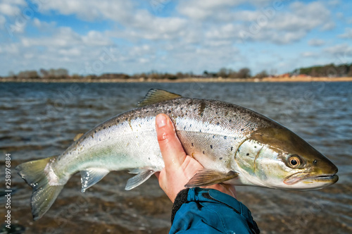 Small sea trout in the hand