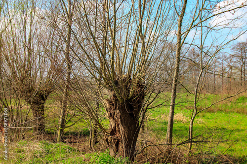 Pollard willow photo