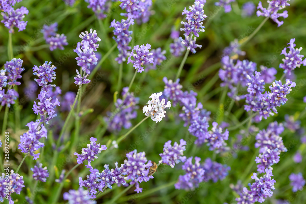 A white lavender flower growing amongst purple lavender