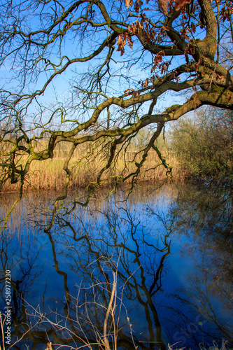 Reflection in water of bare tree branches