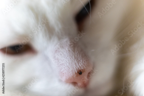 Portrait photo, White cat