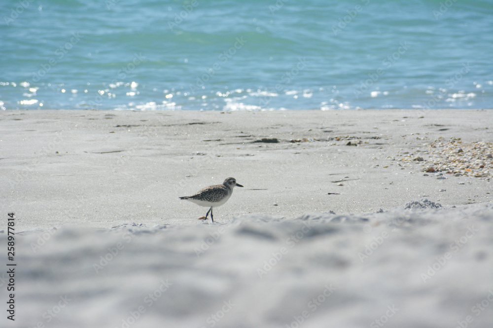 Sanderling on a tropical beach in Florida Sanderling on a tropical beach in Florida