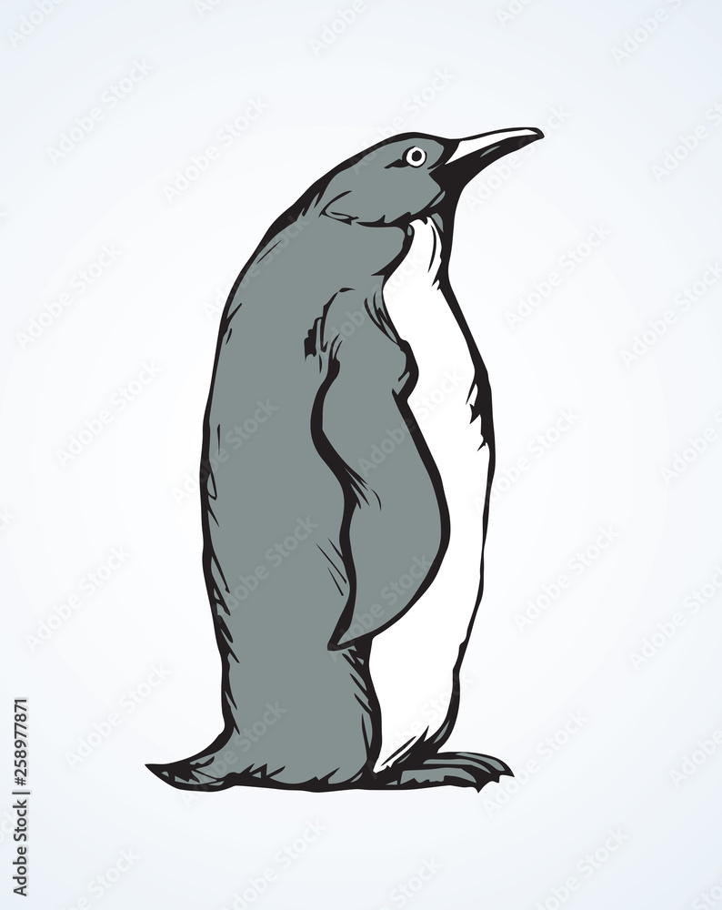 Obraz premium Penguin. Vector drawing