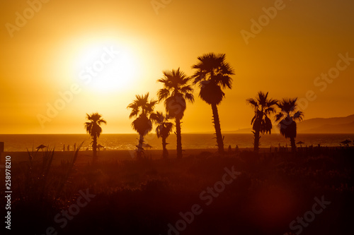 Sunset on the Atlantic Ocean. Silhouettes of palm trees. Warm color.