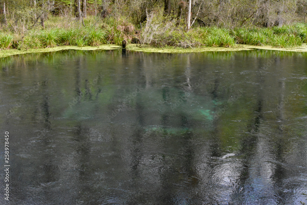 Obraz premium The Blue Hole in Ichetucknee Springs State Park, Florida