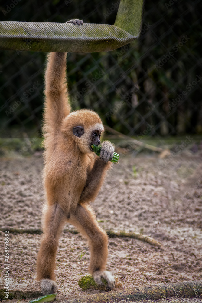 Obraz premium baby monkey