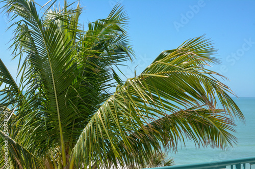 Tropical Palm tree along Florida s Gulf Coast