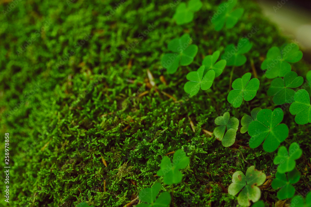 clover close up. st patricks day. copy space clover close up. st patricks day. copy space