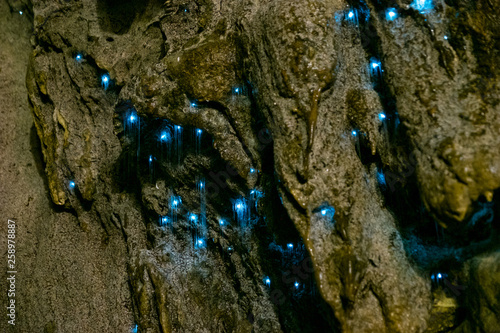 Amazing New Zealand Tourist attraction glowworm luminous worms in caves. High ISO Photo. photo