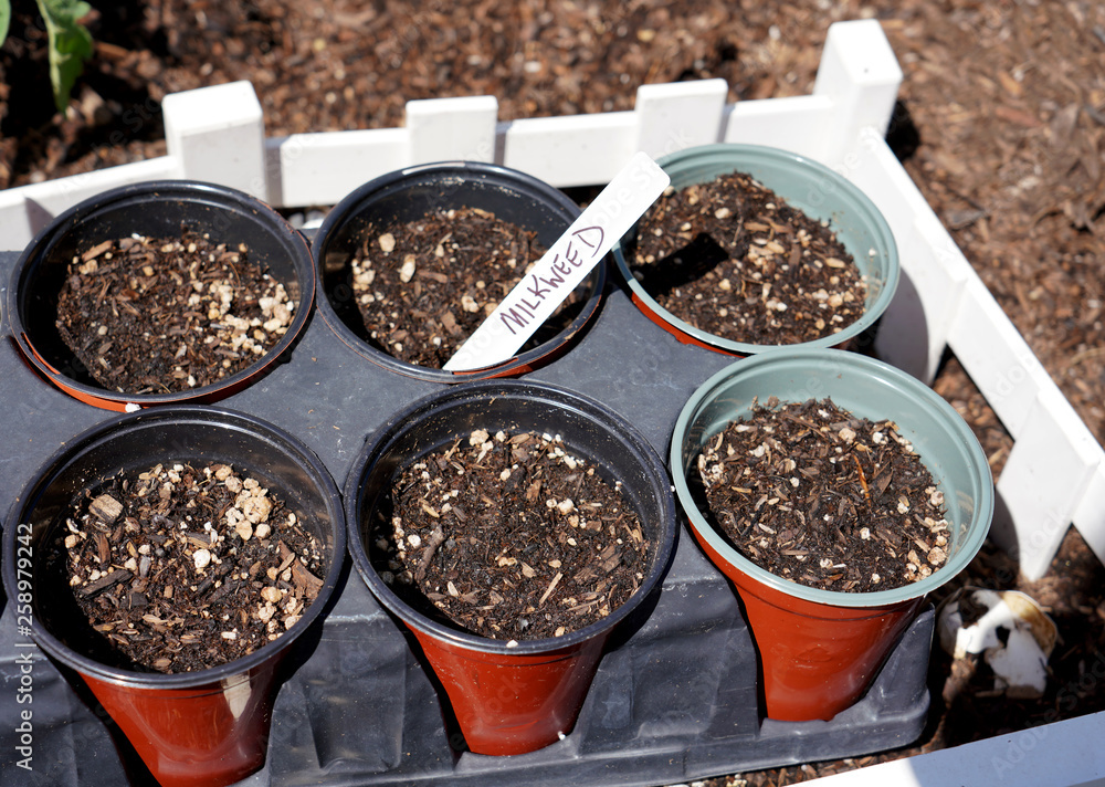 Potted Milkweed Seeds Potted Milkweed Seeds