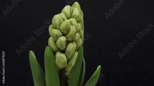 Timelapse of pink Hyacinth flower blooming photo