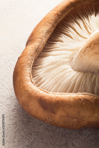 Macro close up of a shiitake mushroom on a stone surface.