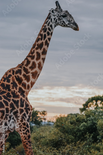 Portrait Giraffe in Ngorongoro © JoseAntonio