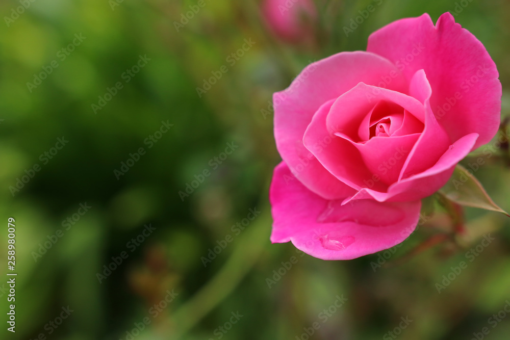 background of pink beautiful rose. selective focus background of pink beautiful rose. selective focus