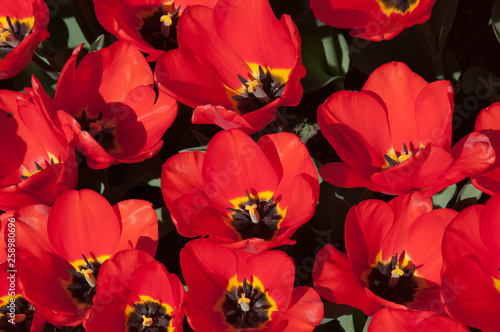 Wallpaper Mural Tulipani rossi in fioritura. Fiori rossi sbocciati. Vista dall'alto, flat lay. Torontodigital.ca