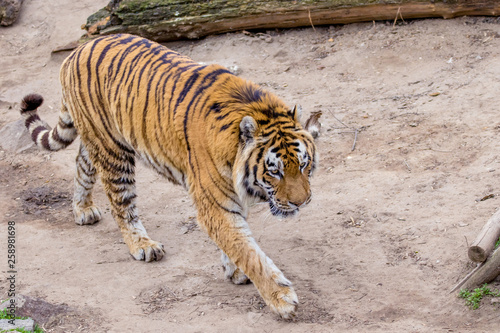  wild big animal adult striped tiger