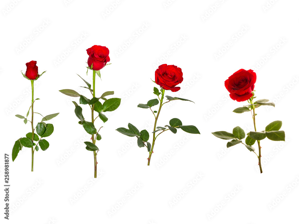 Obraz premium Rose Sets