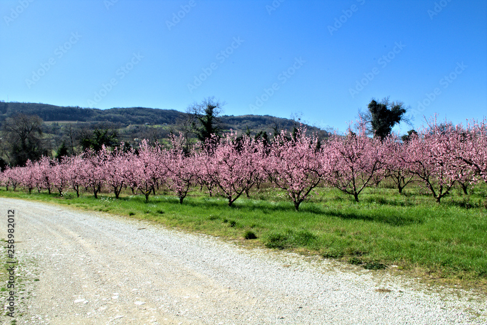 landscape with pink flowers,spring,green,countryside,rural,view,agriculture,road