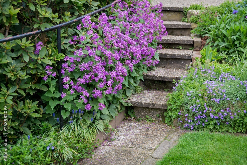 Gartentreppe mit Silbertaler in Blüte