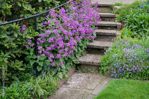 Gartentreppe mit Silbertaler in Blüte photo