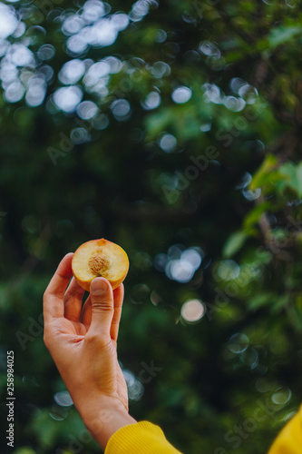 a man's hand holds a freshly picked ripe peach fruit with a bone cut in two pieces against a background of grass and trees. close-up. summer. on blurred background. organic garden