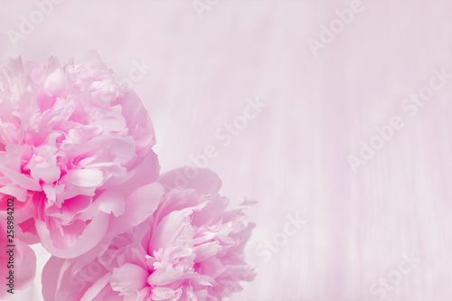 Fresh pink flowers peonies, greeting card, holiday concept. Art floral background. Template for holiday greeting. Soft  selective focus.