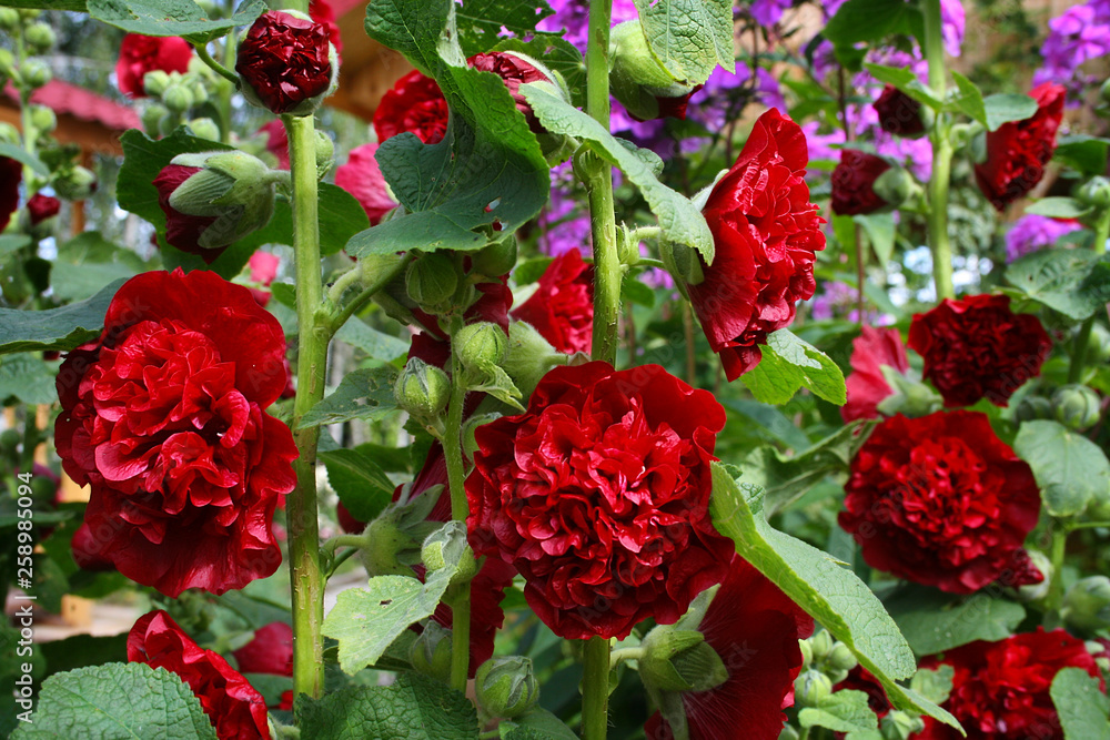 Beautiful red flowers of roses stock in summer garden Beautiful red flowers of roses stock in summer garden