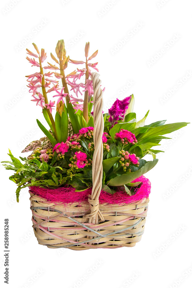 Wicker basket with beautiful pink spring flowers on a white background