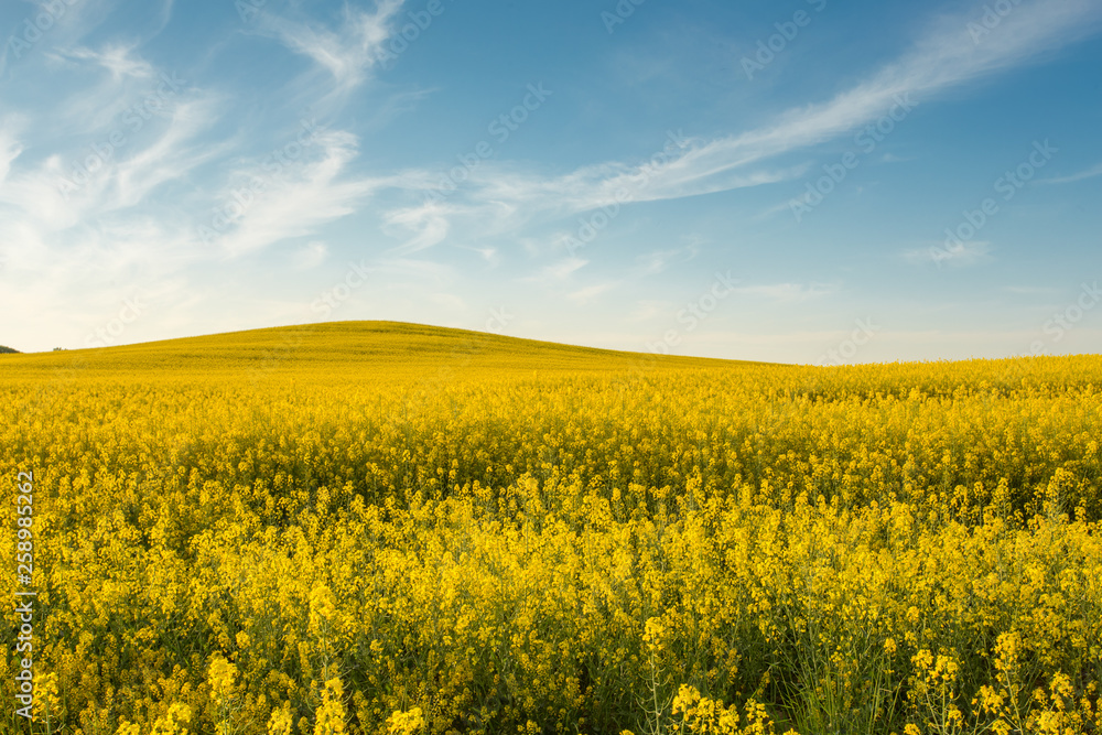 yellow rapeseed field at sunset yellow rapeseed field at sunset