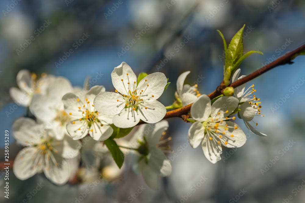 White flowers cherry on the background of bright blue sky White flowers cherry on the background of bright blue sky