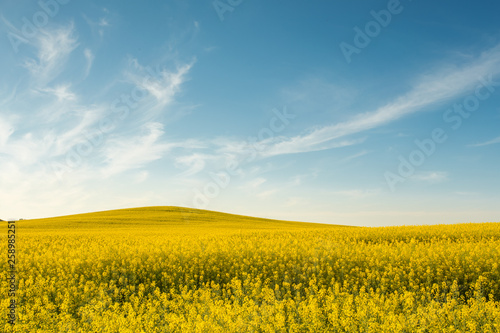 yellow rapeseed field at sunset © vadimborkin