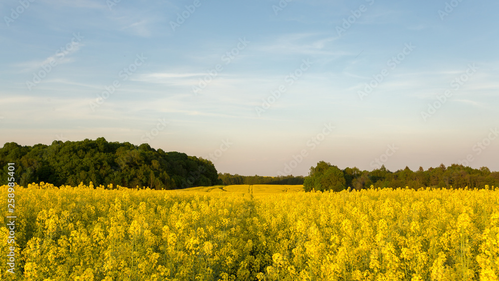 Obraz premium yellow rapeseed field at sunset