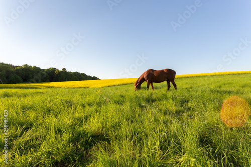 horse on the lawn rapeseed field